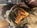 PIZZA FAN CLUBBBBBBBBBBB