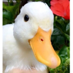 Duckey squad!