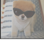 summer dog baby