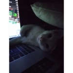 彡 Slxher