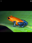 Frog Clan Army