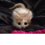 Muffin hangout:3