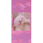 Cats miaww