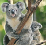Koala_Official_Group