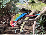 parrot pack