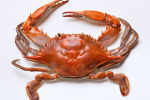 Crazy Crab Group