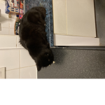 Theunicornandkittendogcat