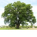 Oak Tree Fan Group