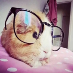 ୨୧ cinnabunnie