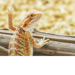 Bearded Dragons United (Human Haters Only)