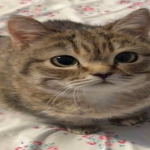 okokokokokok67