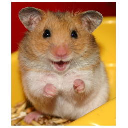 Hamster