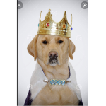 The dogs of heven