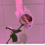 pink rosess