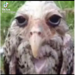 Bird. Shop