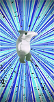 Chubbytrades