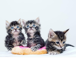 Lit kitty gangggg