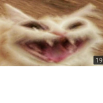 Hey where did my cat go