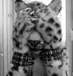 flvffikittens