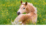 Horse riding gurllls