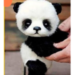 Panda team fan's