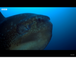 Sunfish club