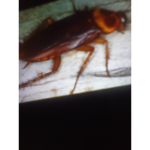 The roach crew