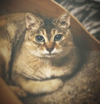 cat fans group ..