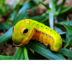 caterpillars for president