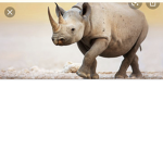 Saving Rhinos