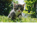 Baby cats team