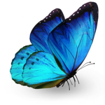 Beautiful Beautiful Butterflies