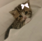 fairy pho