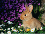 Purple Flower Bunnies