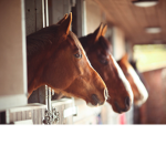 Horse's United