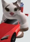 Wanted cat