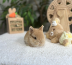 Caramel the bunny