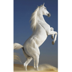 Les chevaux c’est la vie