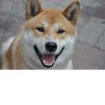 The Shiba Inus of Roblox