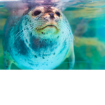 Seal hub