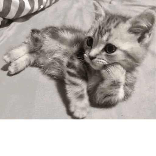 Magical Furry Convention