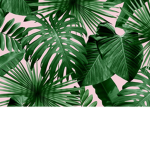 Coconout Squad