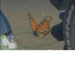 Butterflys Wings