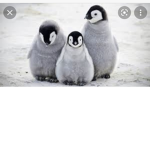 Penguin Developments