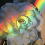 !IRIS!