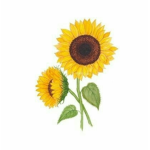 .+*SunFlowers*+.