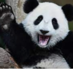 ~Panda Supporters~