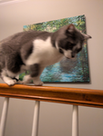 The Cats of the valley