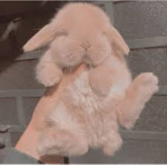 _+-.~Smol Beans~.-+_