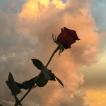 Lost Roses